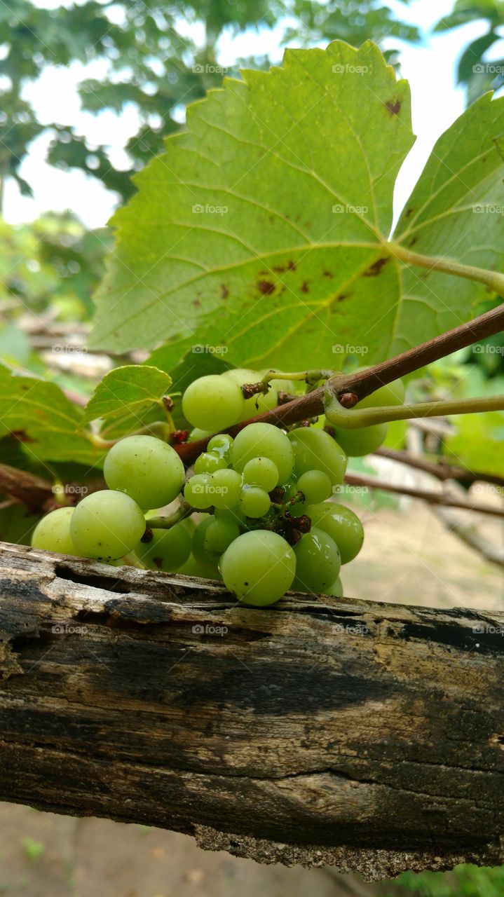 uvas