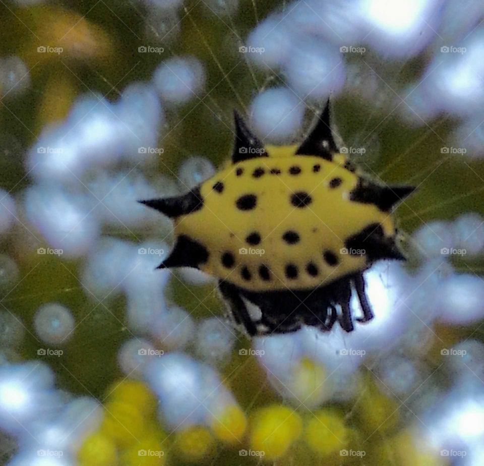 hockey mask? crab spider