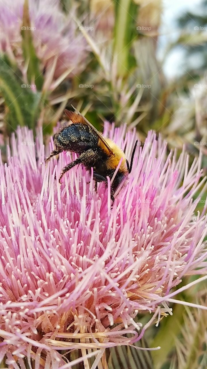 macro bumble bee on flower