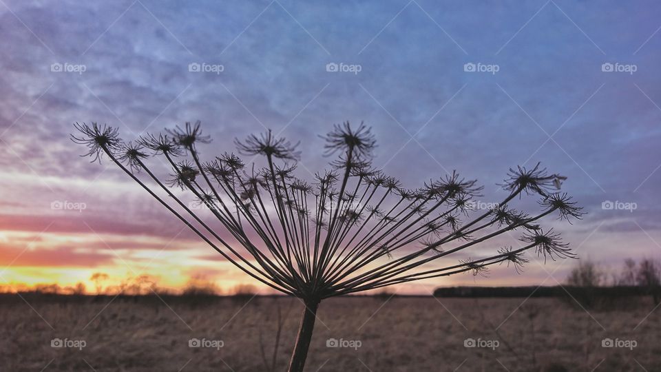 Beautiful floral fireworks with sunset in the background