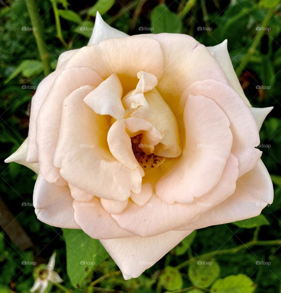 🌹 🇺🇸 Very beautiful flowers to brighten our day.  Live nature and its beauty. Did you like the delicate petals? / 🇧🇷 Flores muito bonitas para alegrar nosso dia. Viva a natureza e sua beleza. Gostaram das pétalas delicadas? 