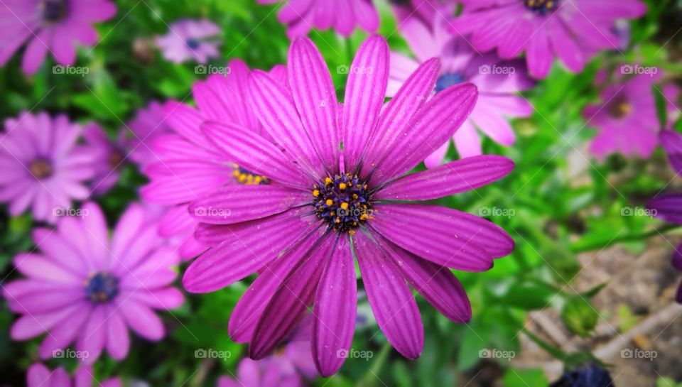 Dimorphoteca ecklonis.