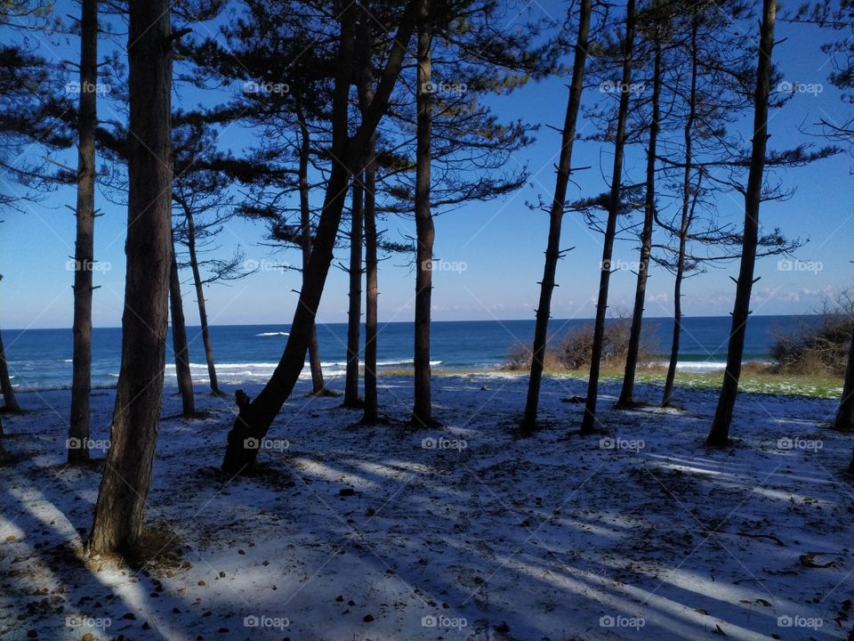 Snowy Pine Tree Grove on the Sea Shore