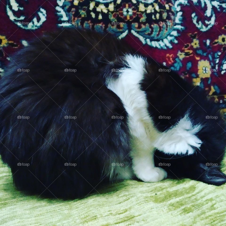 yoga and cat, catassana