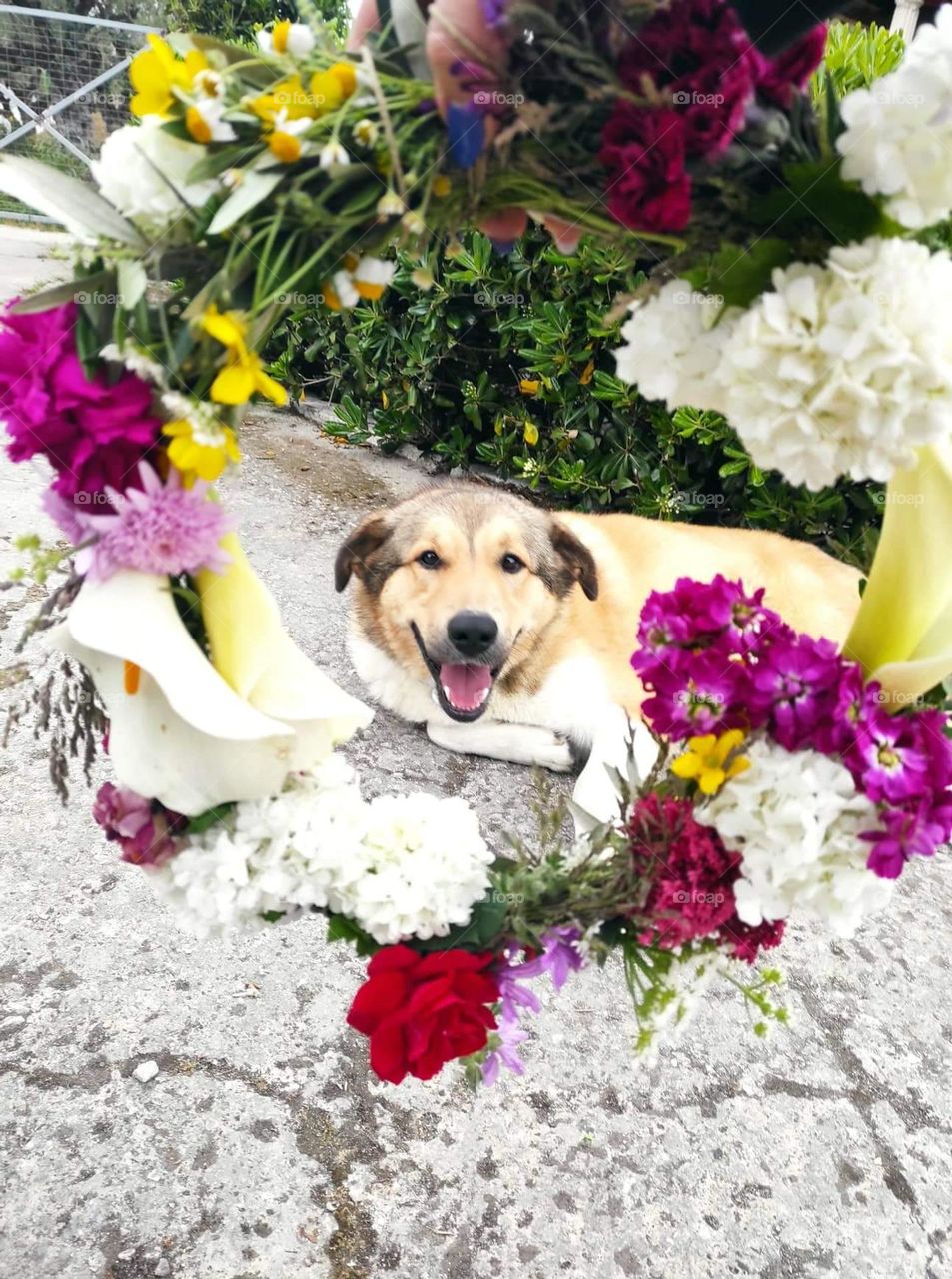 Flower puppy-power! 🌼