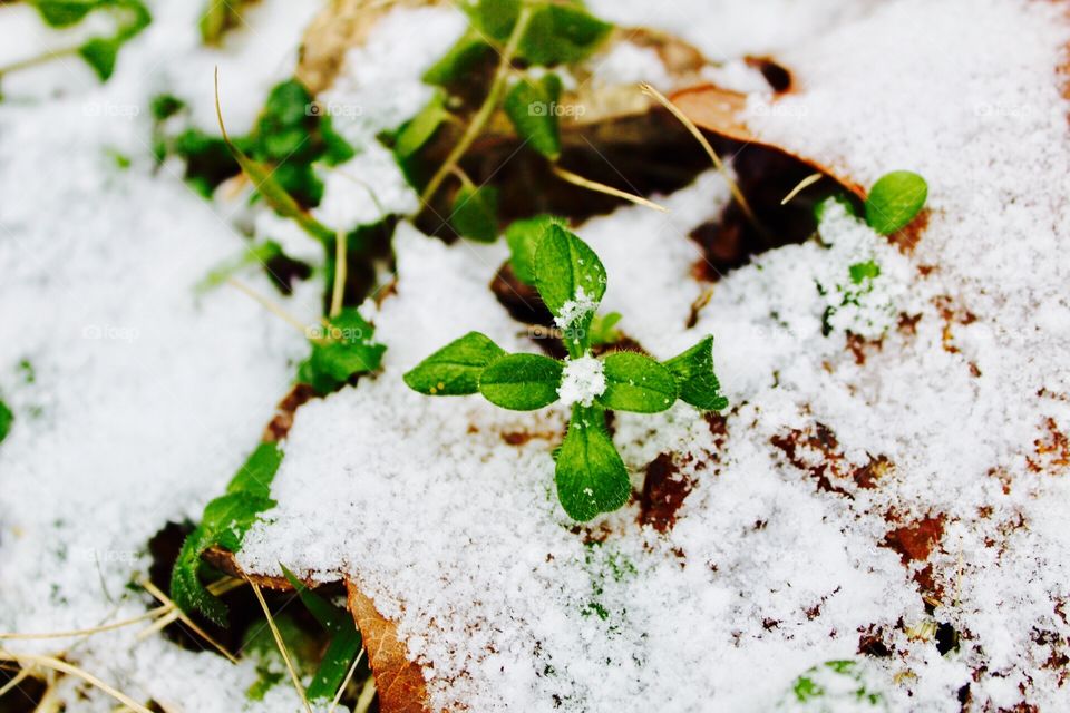 Snowy plants! 🌱❄️