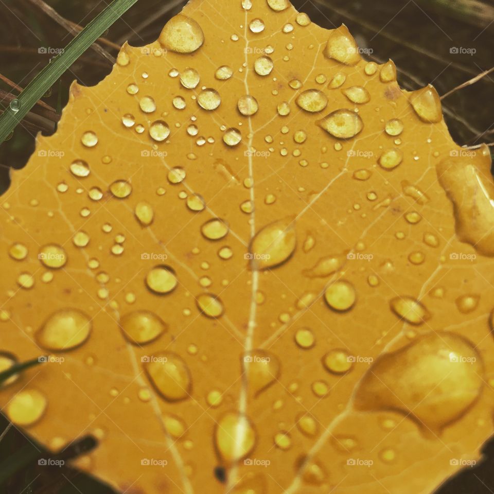 Leaf water drops