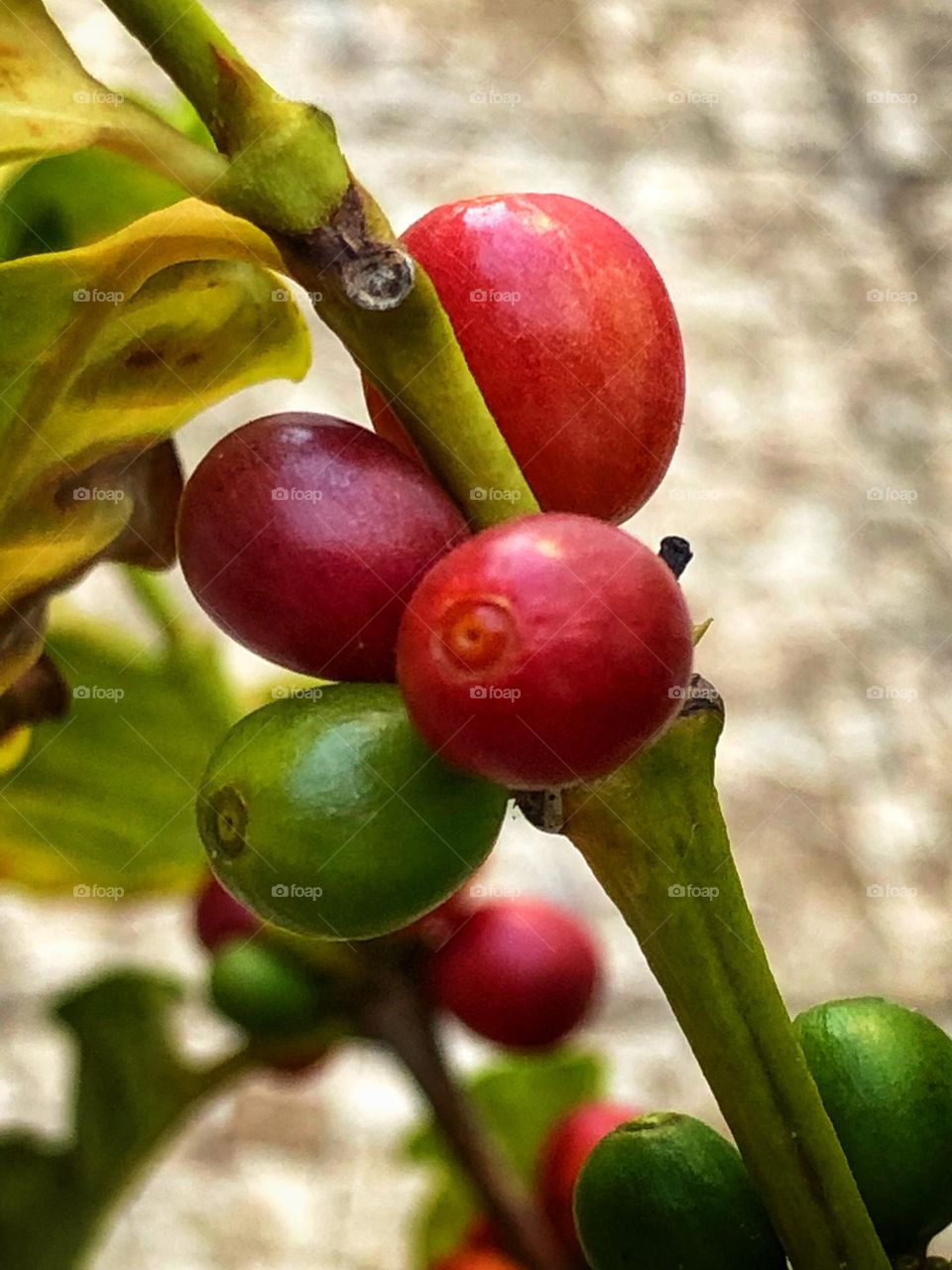 Coffee fruit still on the branch of the coffee tree.