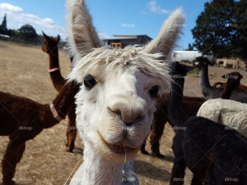 Portrait of white cute alpaca