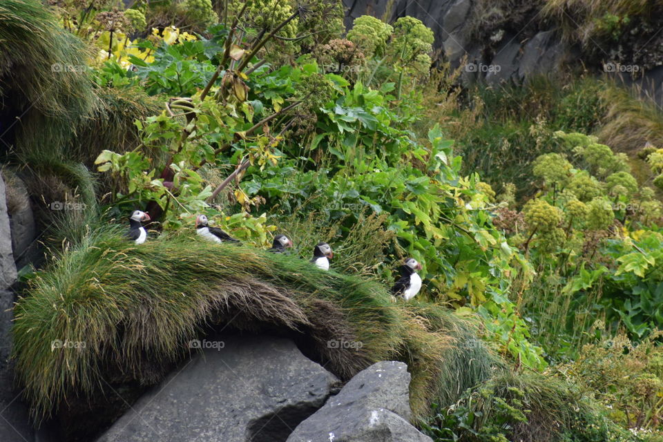Puffins, ICELAND - the most cutest & clumsy birds on earth!