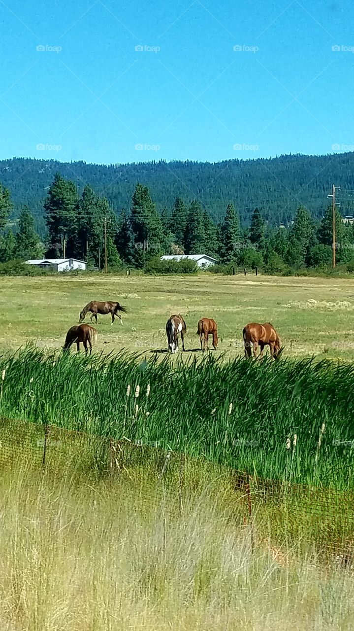 horses grazing. Washington.