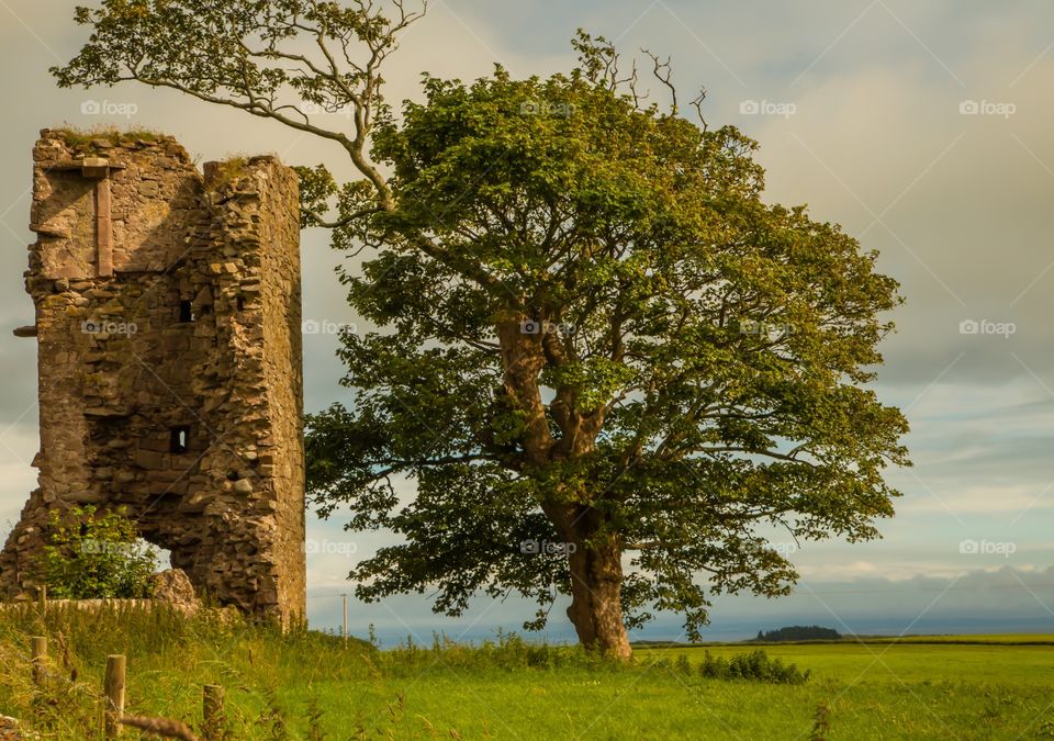 Old tree and old house ruin 