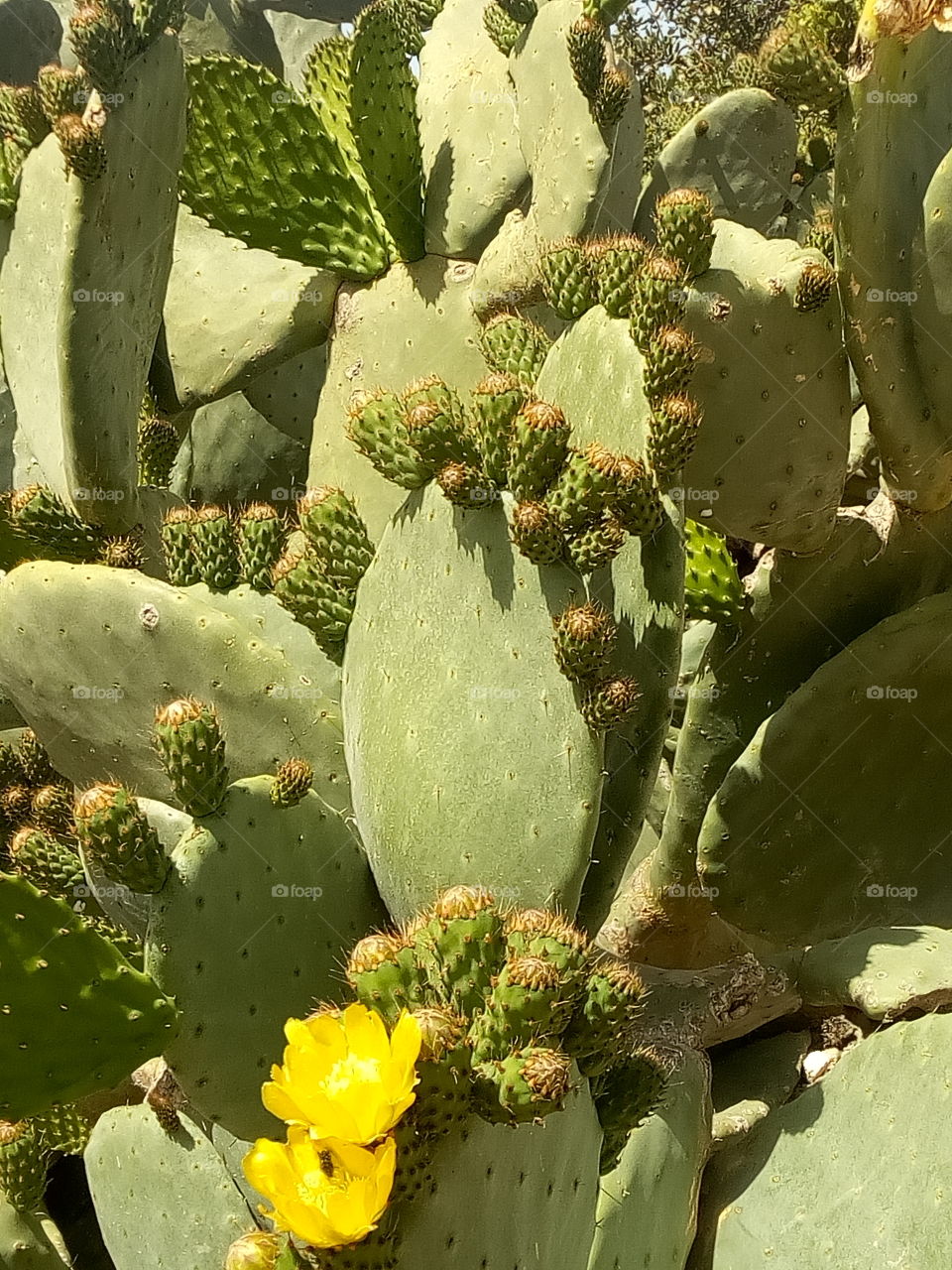 nature cactus