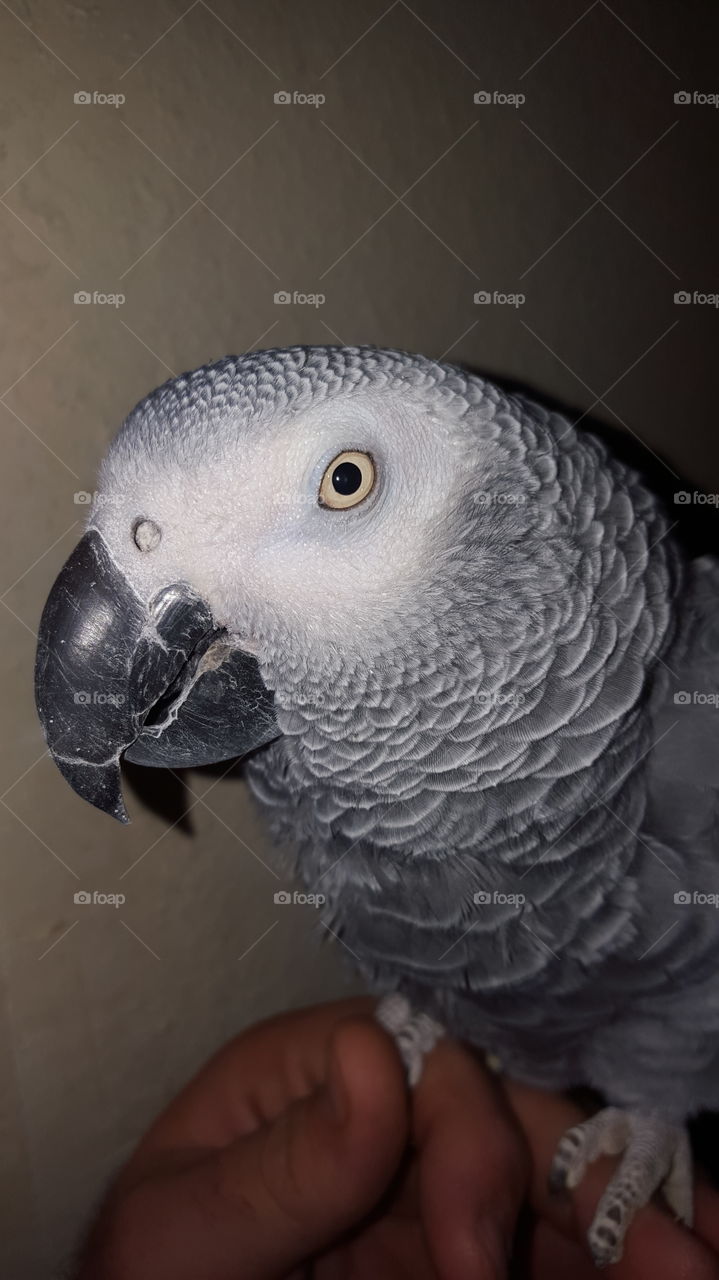 Congo African Grey Parrot