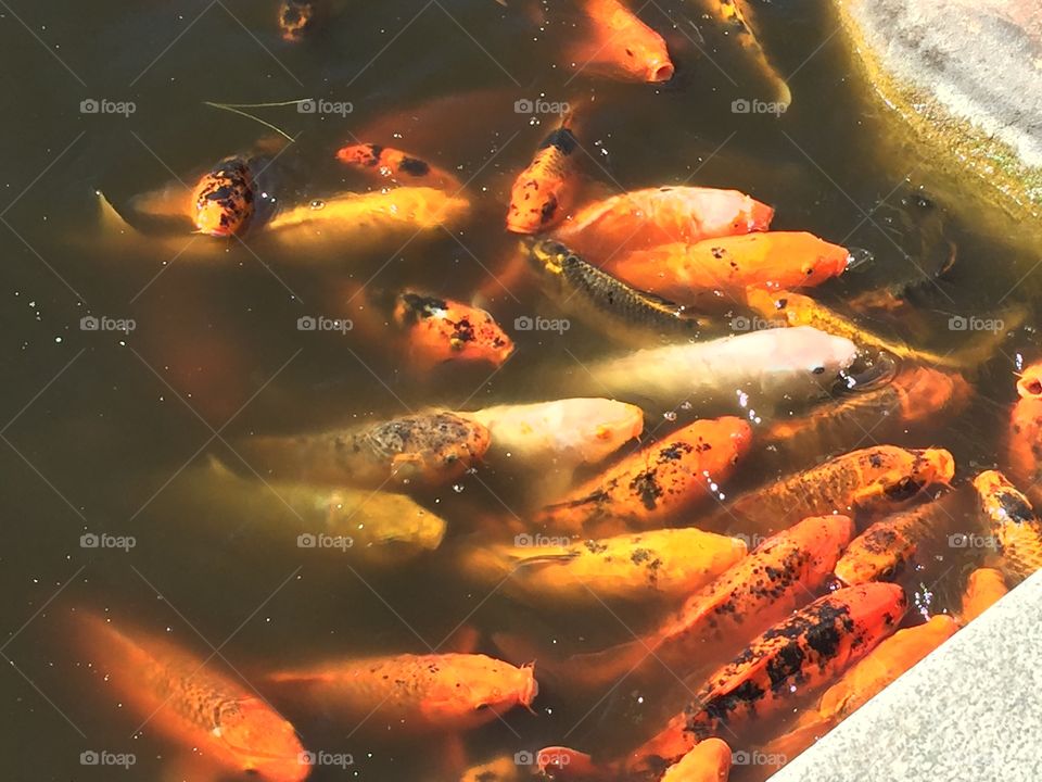 Fish, No Person, Food, Carp, Cooking