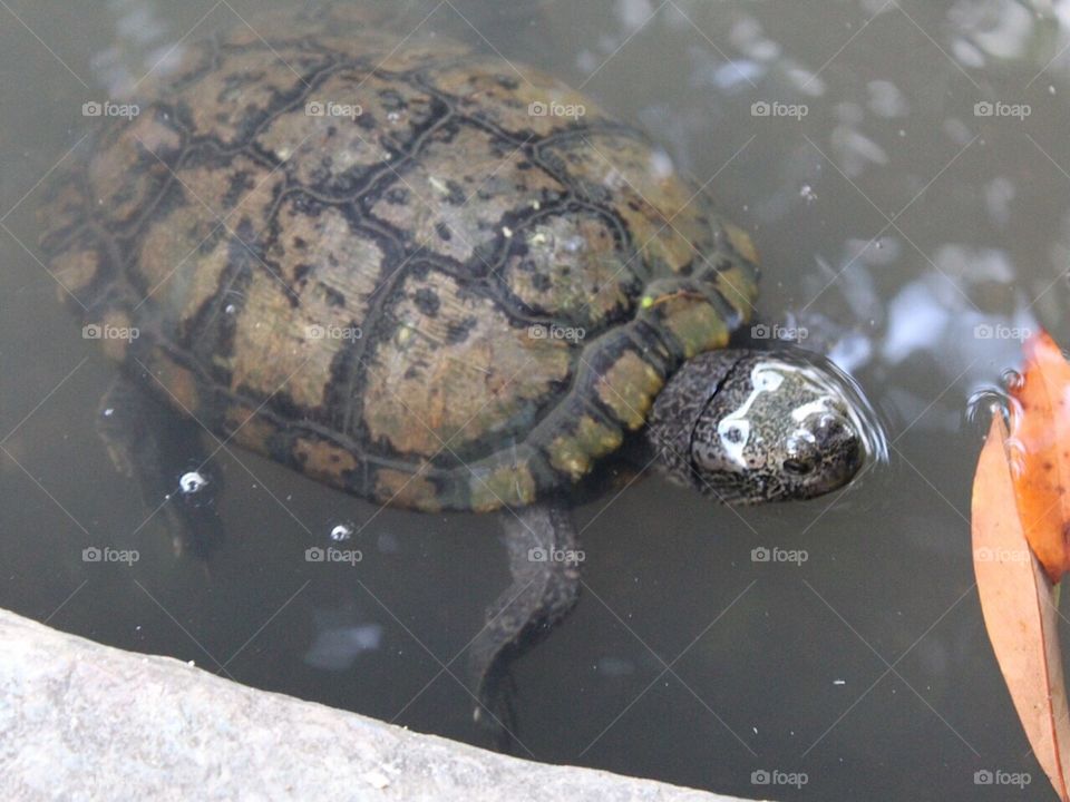 Turtle 
