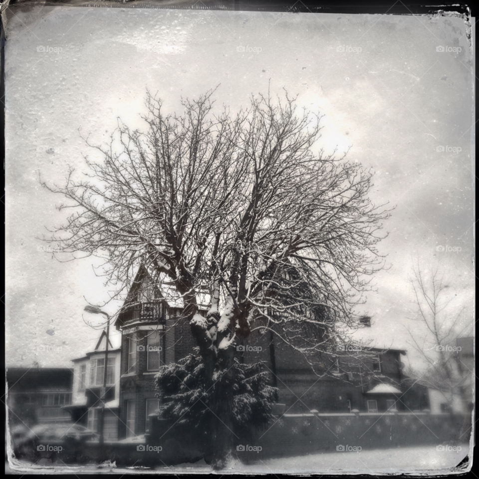 snow sky tree cold by divine