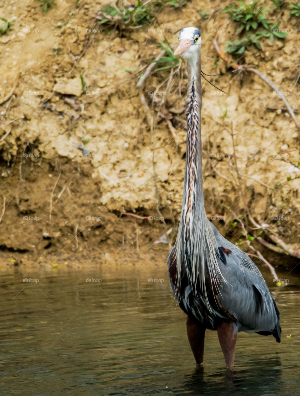 great blue heron part 2