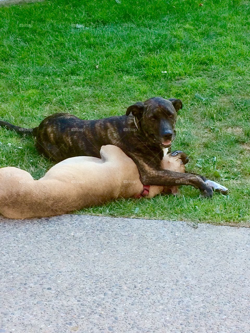 Dog wrestling 