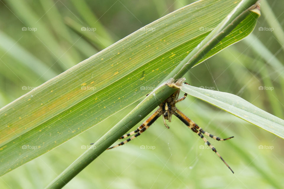 The wasp spider female (Argiope bruennichi) hunting a victim.