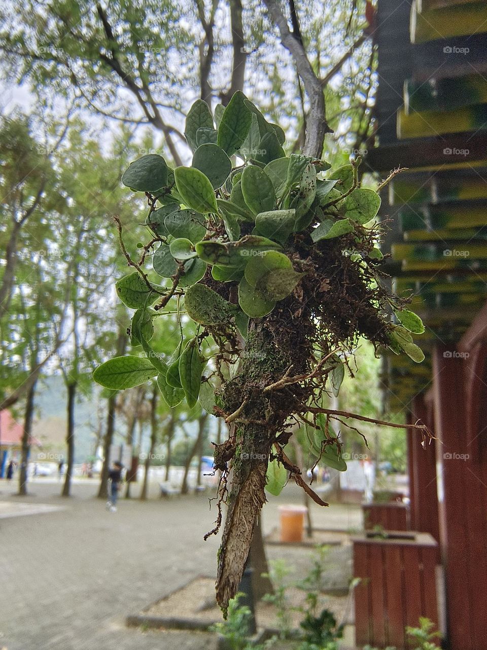 Hanging stone reed plants in Chulu Ranch, Beinan Township