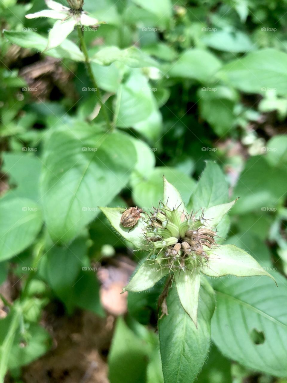 Little bug on leaf of wildflower going to seed