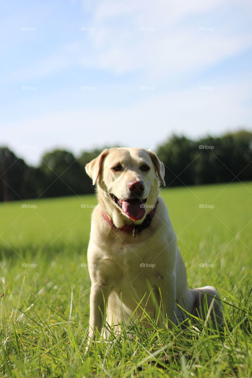 A sitting dog sticking out his tongue