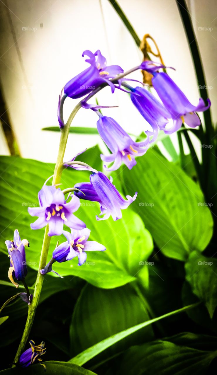 Bluebells in the Garden