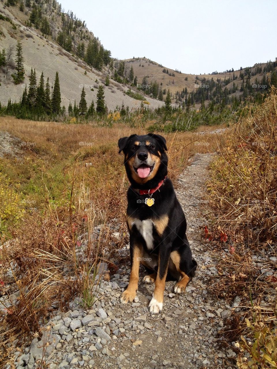 Winston in the mountains