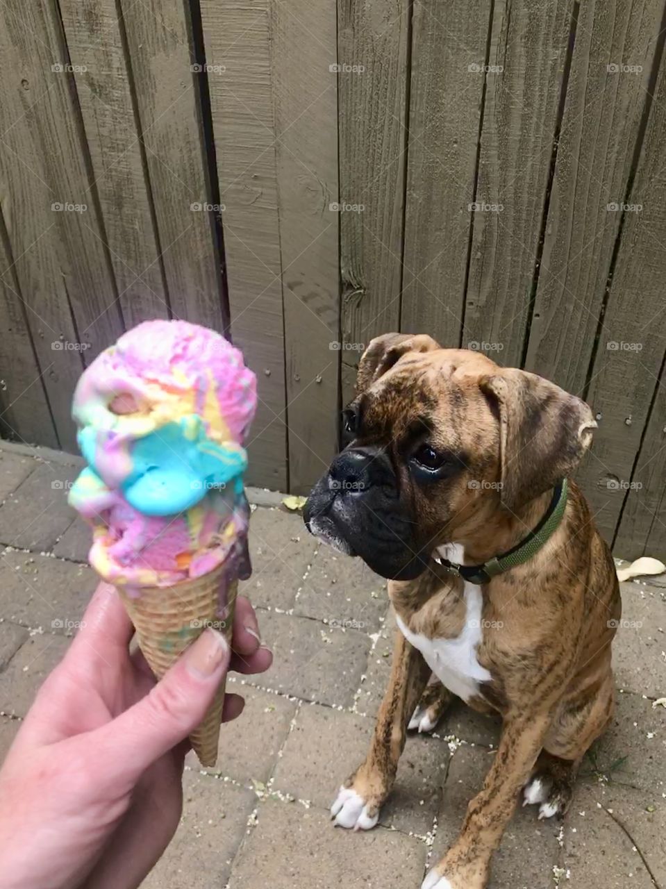 Puppy dog and ice cream cone 