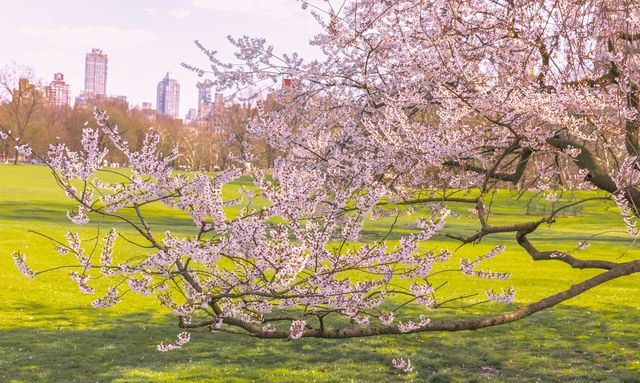 Cherry Blossom 🌸