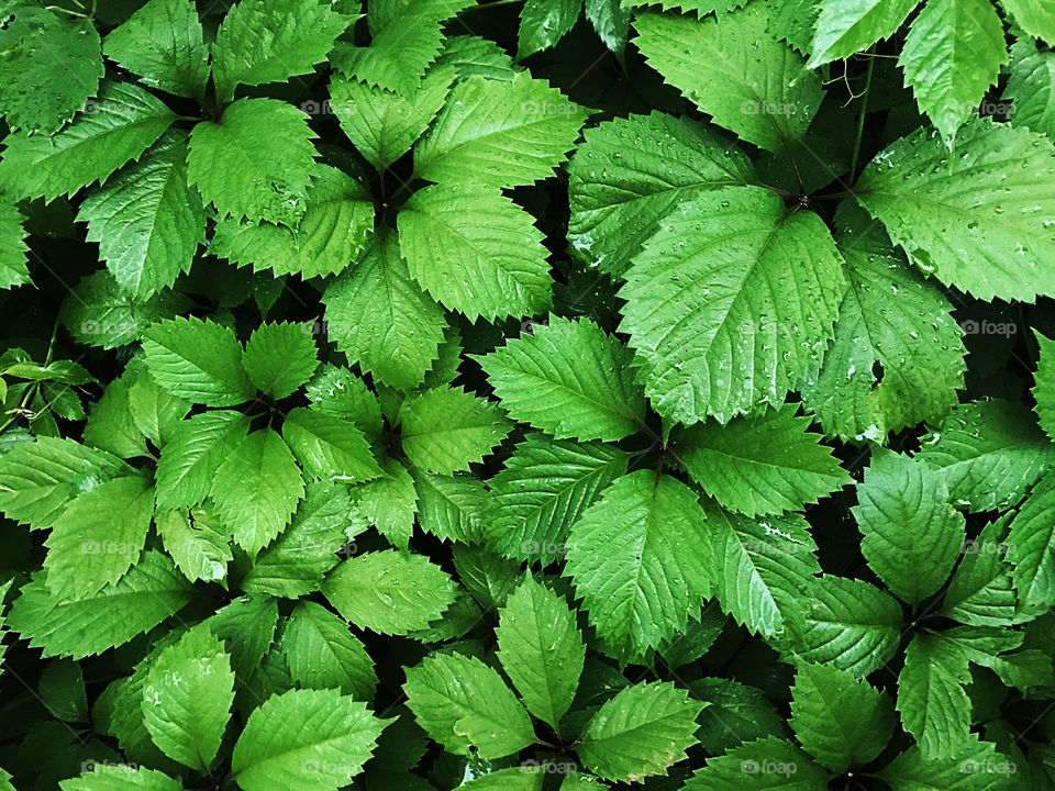 Green leaves background 