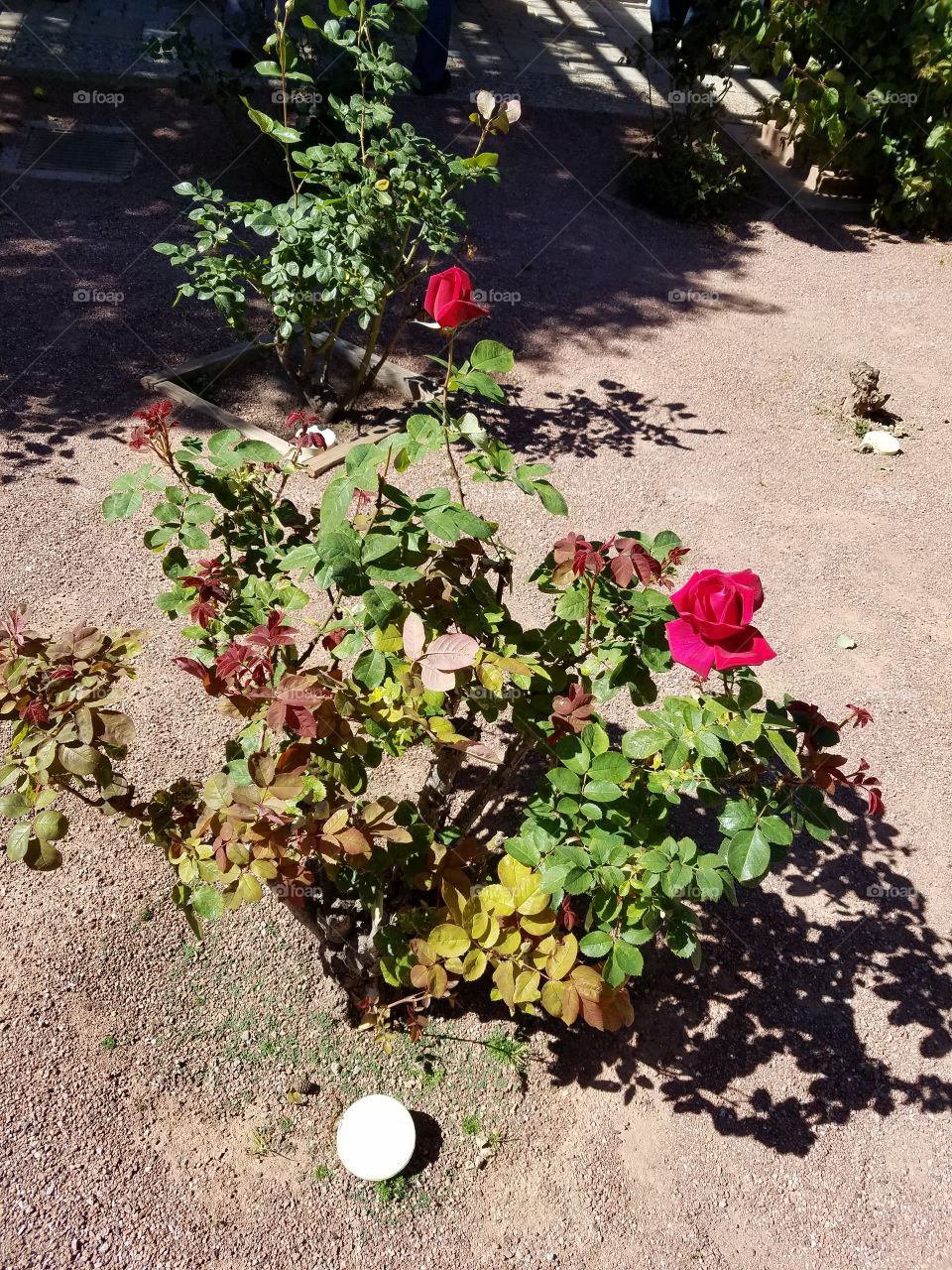 Red rose bush