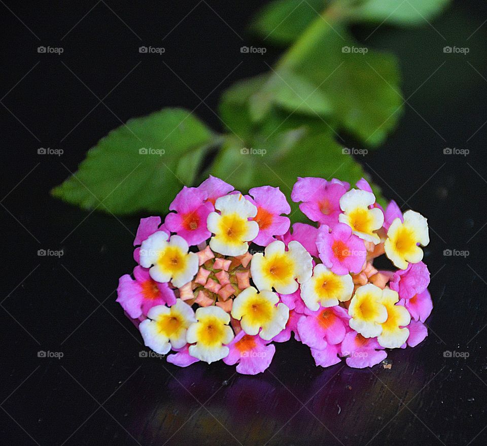 A colorful bunch of beautiful Lantana flowers stand out amongst a green leaf background 