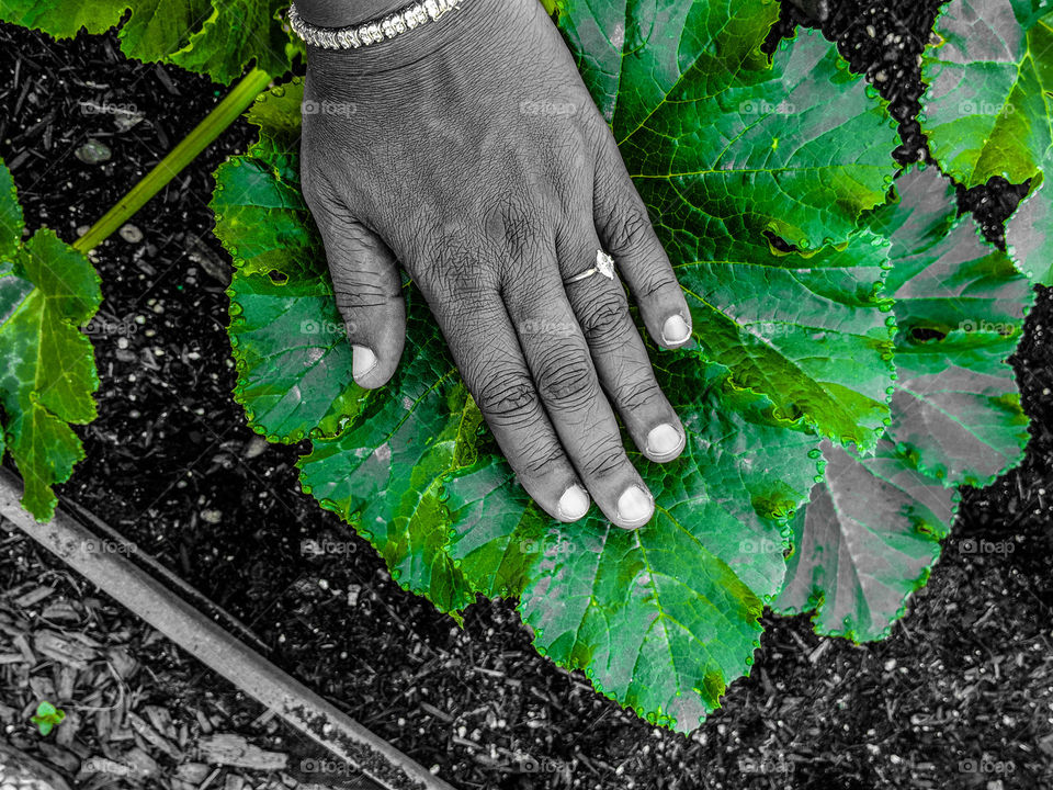 Zucchini Leaves in my garden