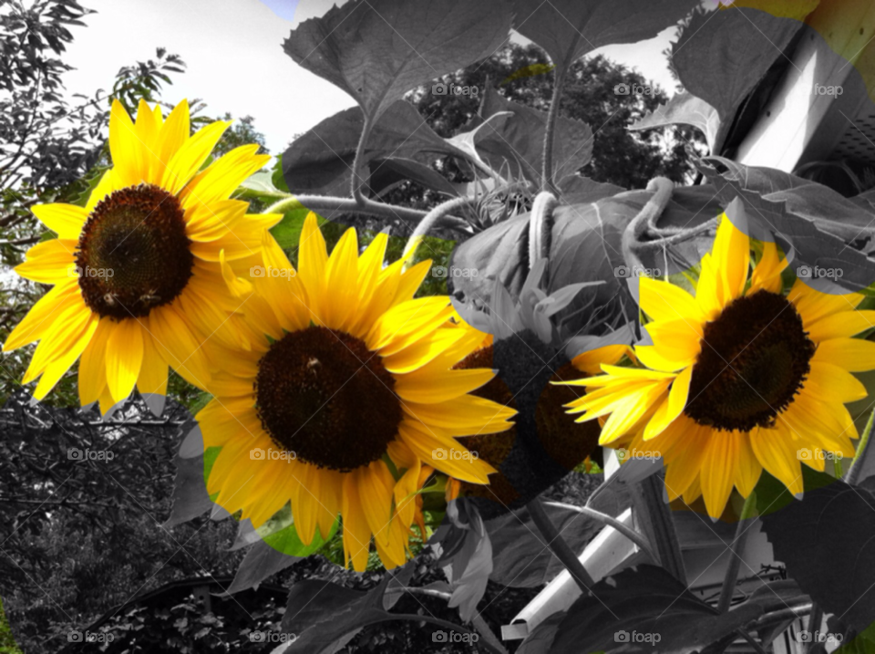 flowers yellow white black by dodgercraz