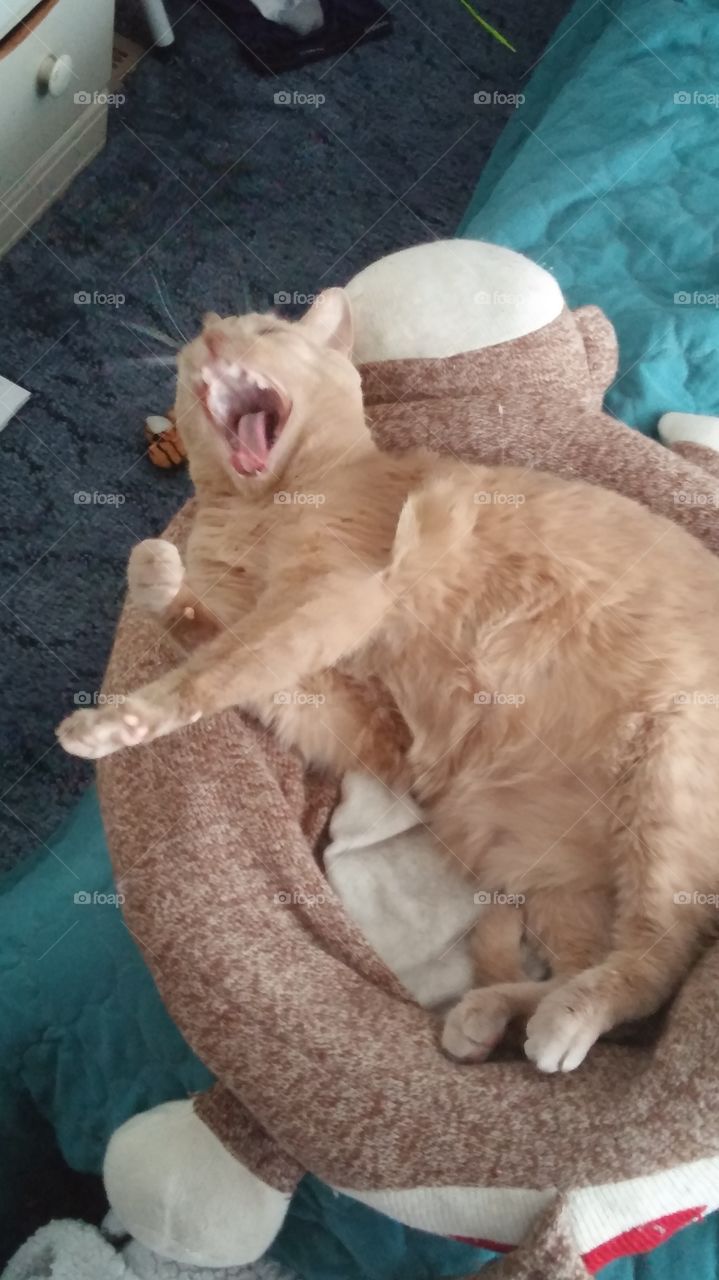 yawning kitty