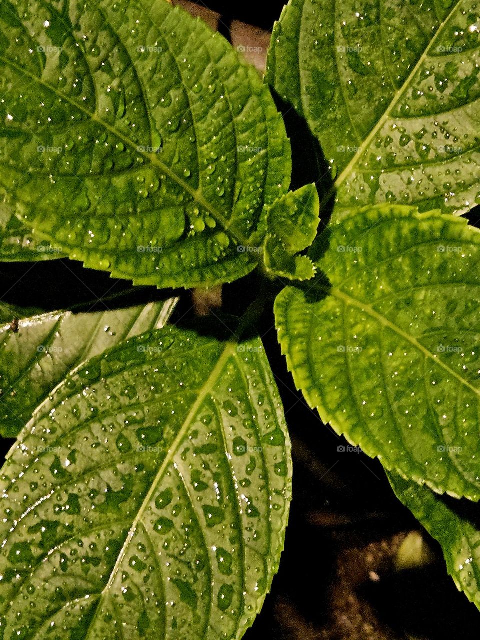 Close-up of water drops on green leaves