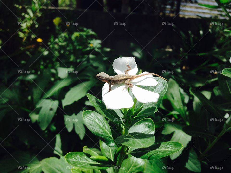 Lizard on White Flower