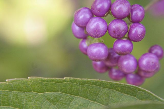 Purple round plant blossoming green leaf
