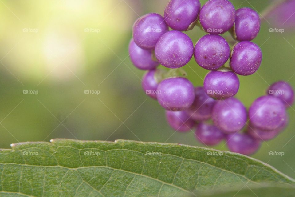 Purple round plant blossoming green leaf