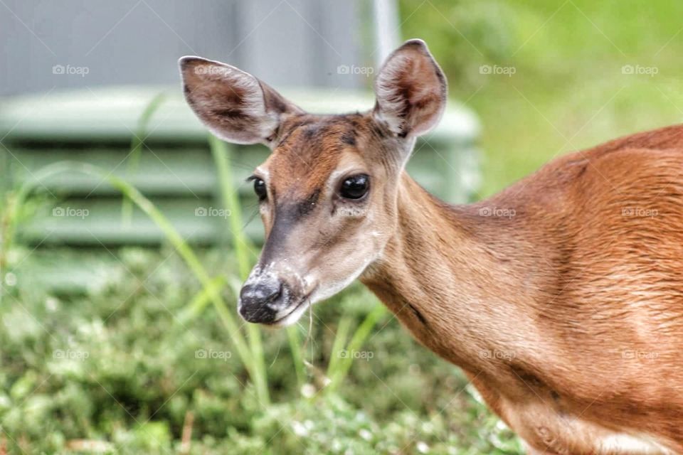 South Carolina White Tail Deer