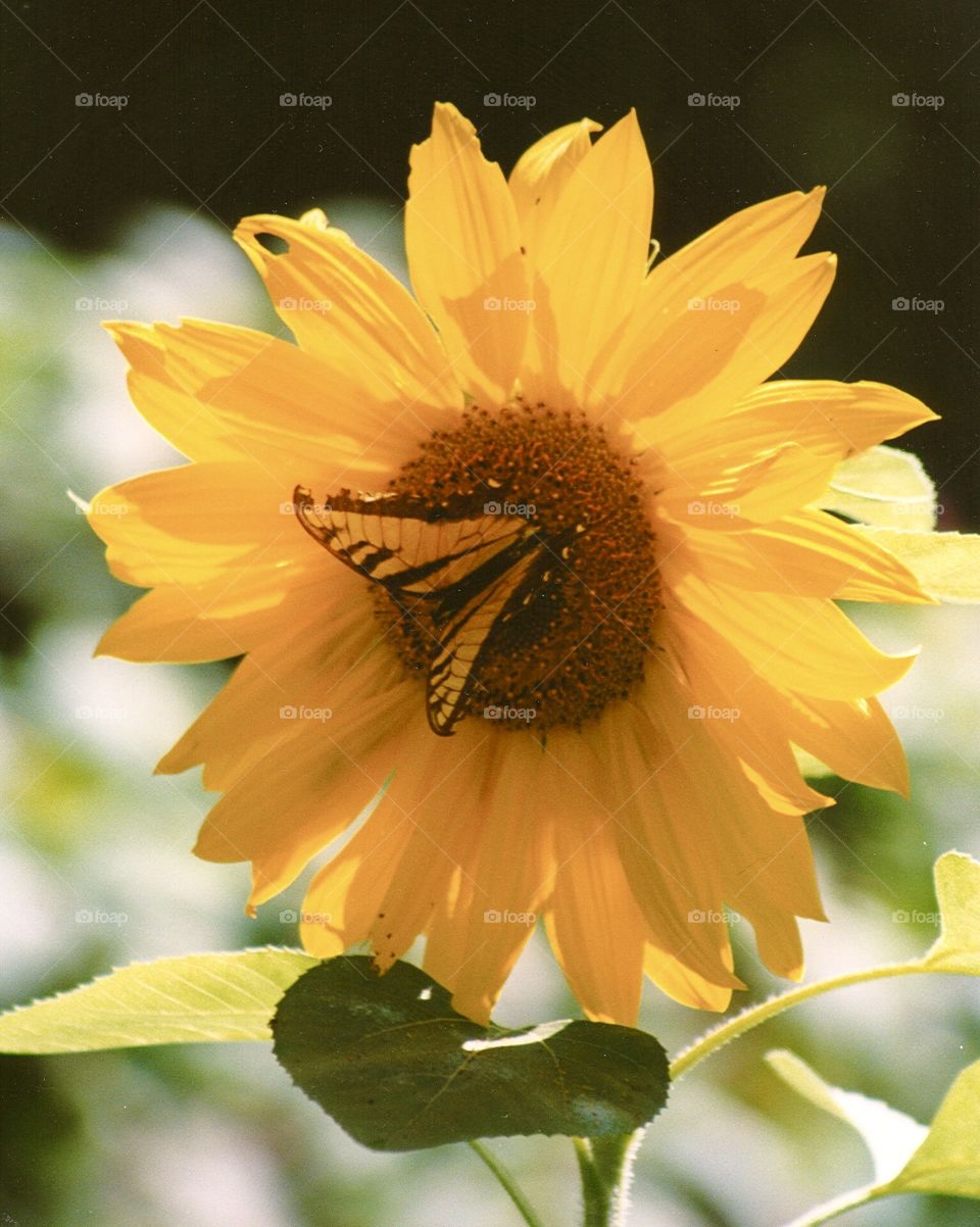 Beautiful sunflower with a yellow swallowtail butterfly on it 