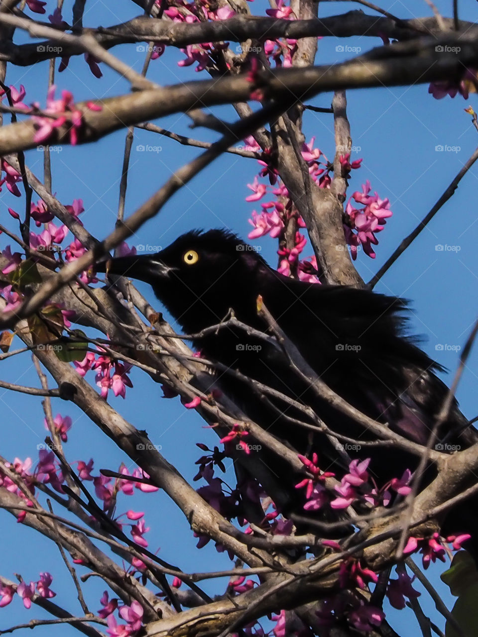 Common Grackle contrasting against pink flowers and sky