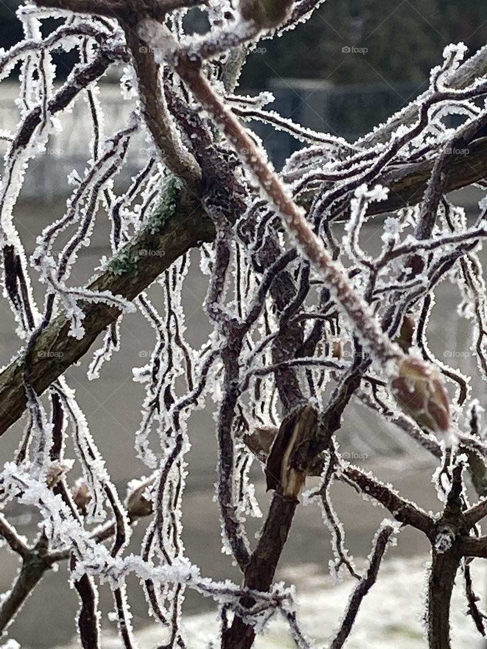 Strauch im Winter mit Raureif