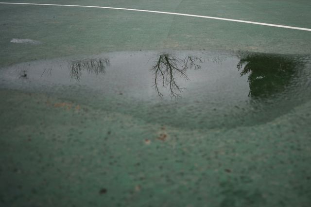 Trees reflected in puddle minimalist scene