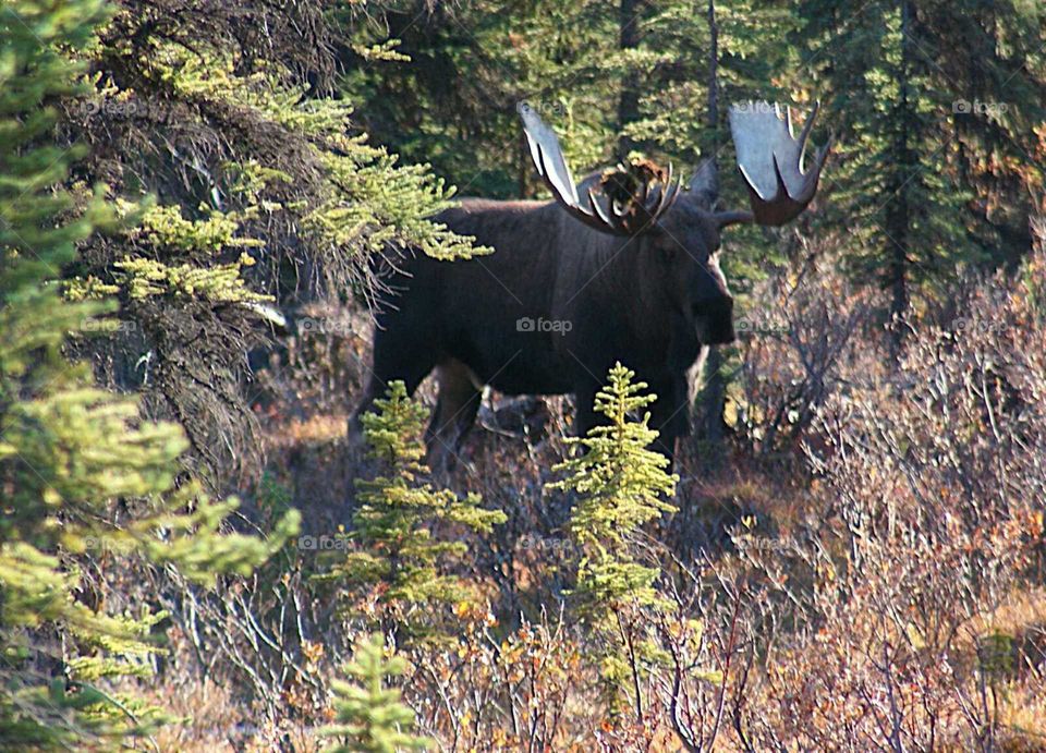 Moose bad boy