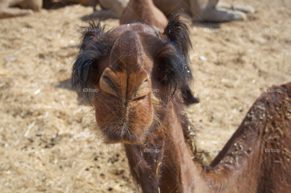 brown desert wild camel by KathOnEarth