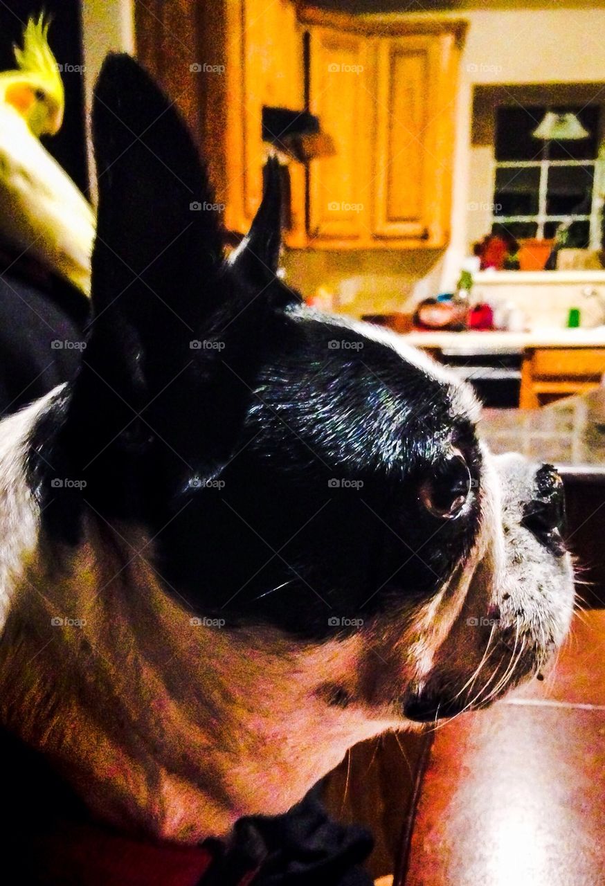 Boston and a cockatiel