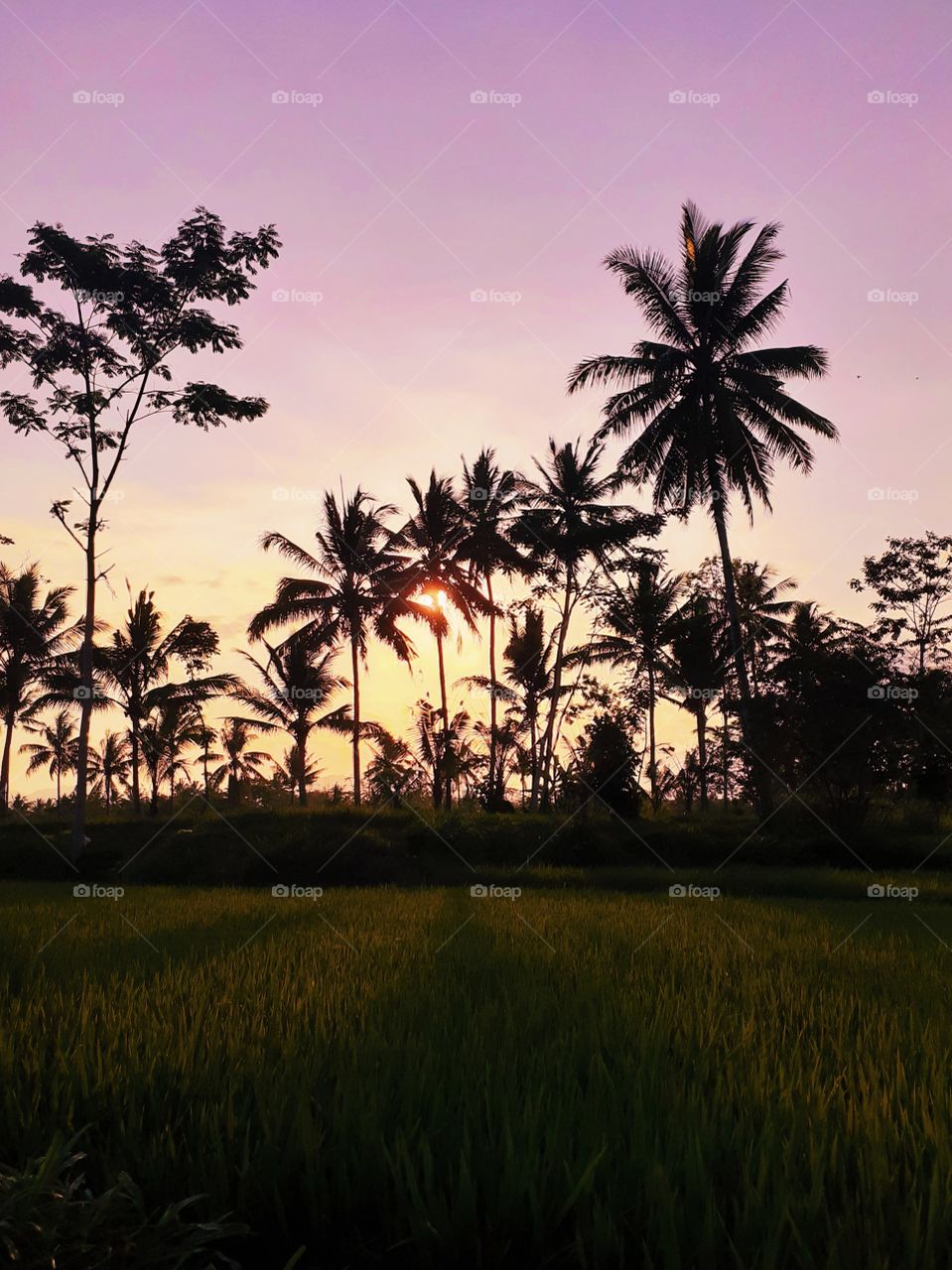 Sunset situation in the ricefield.